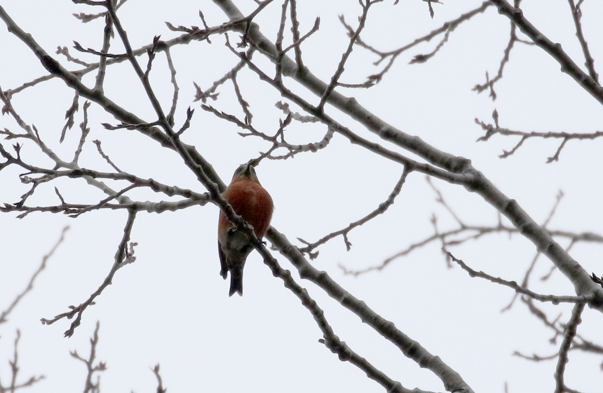 Red Crossbill (Douglas-fir or type 4) - Jay McGowan