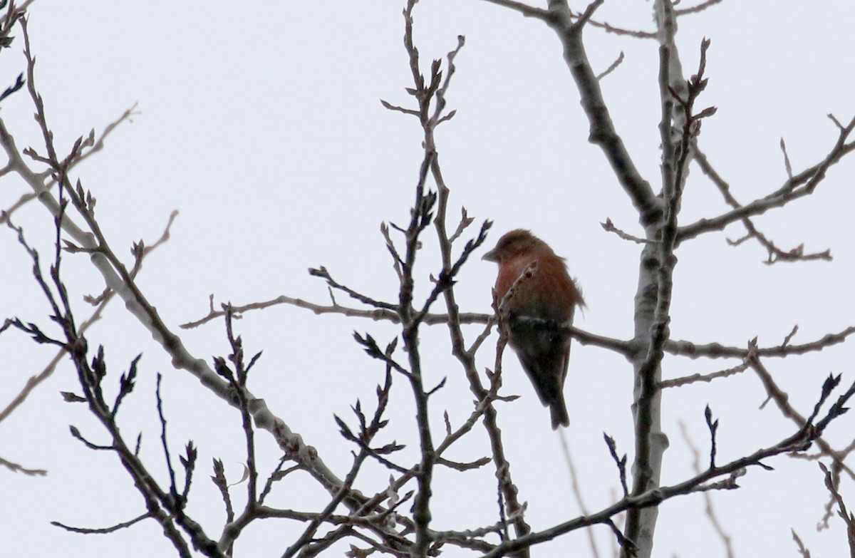 Red Crossbill (Douglas-fir or type 4) - Jay McGowan