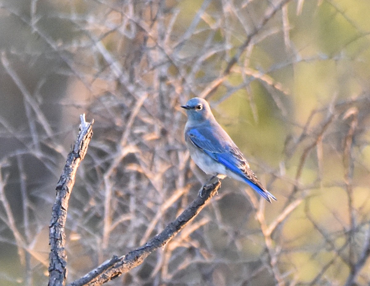 Mountain Bluebird - Mauricio López