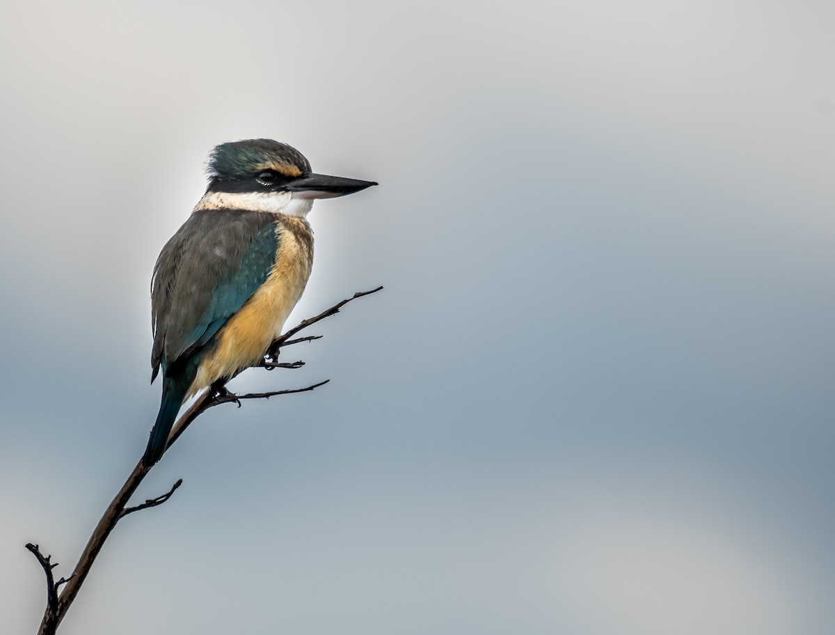 Sacred Kingfisher - ML286170191