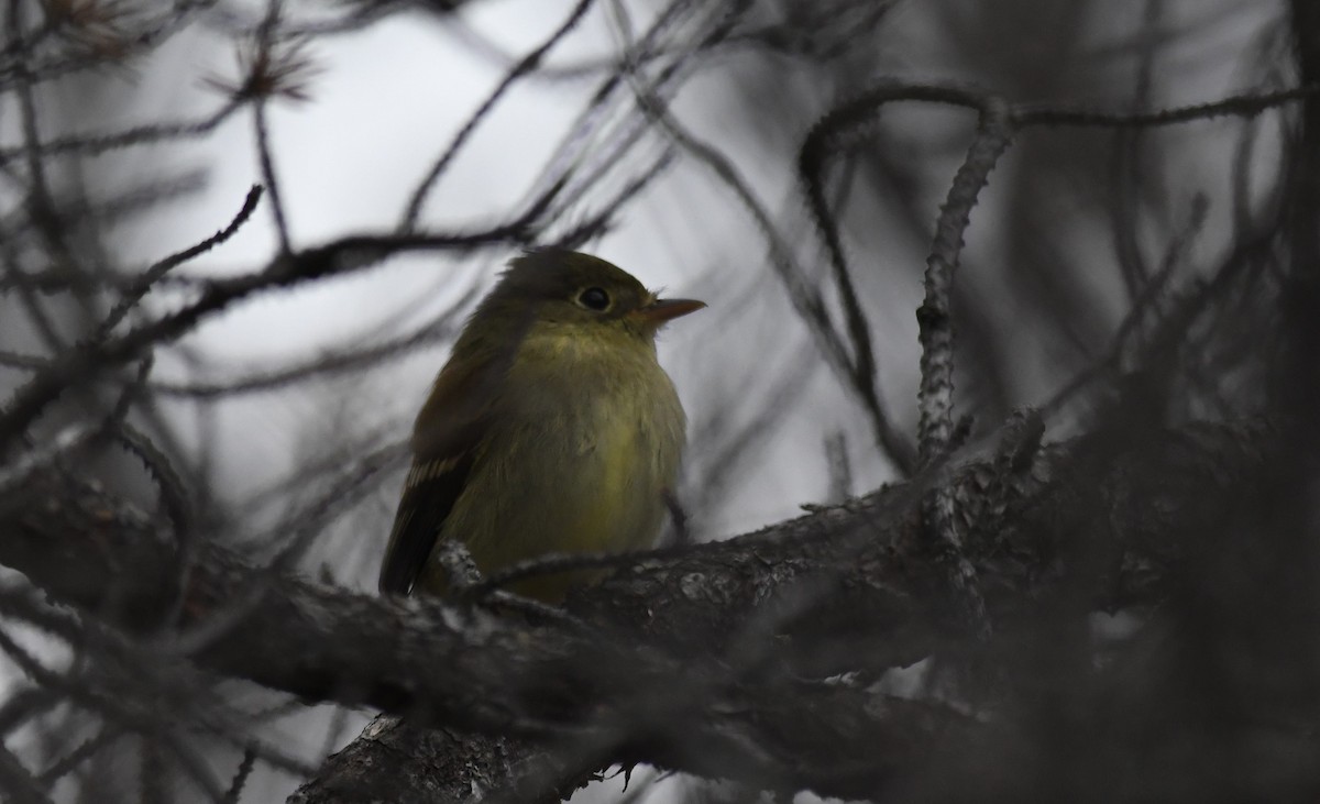 Yellow-bellied Flycatcher - ML286171121