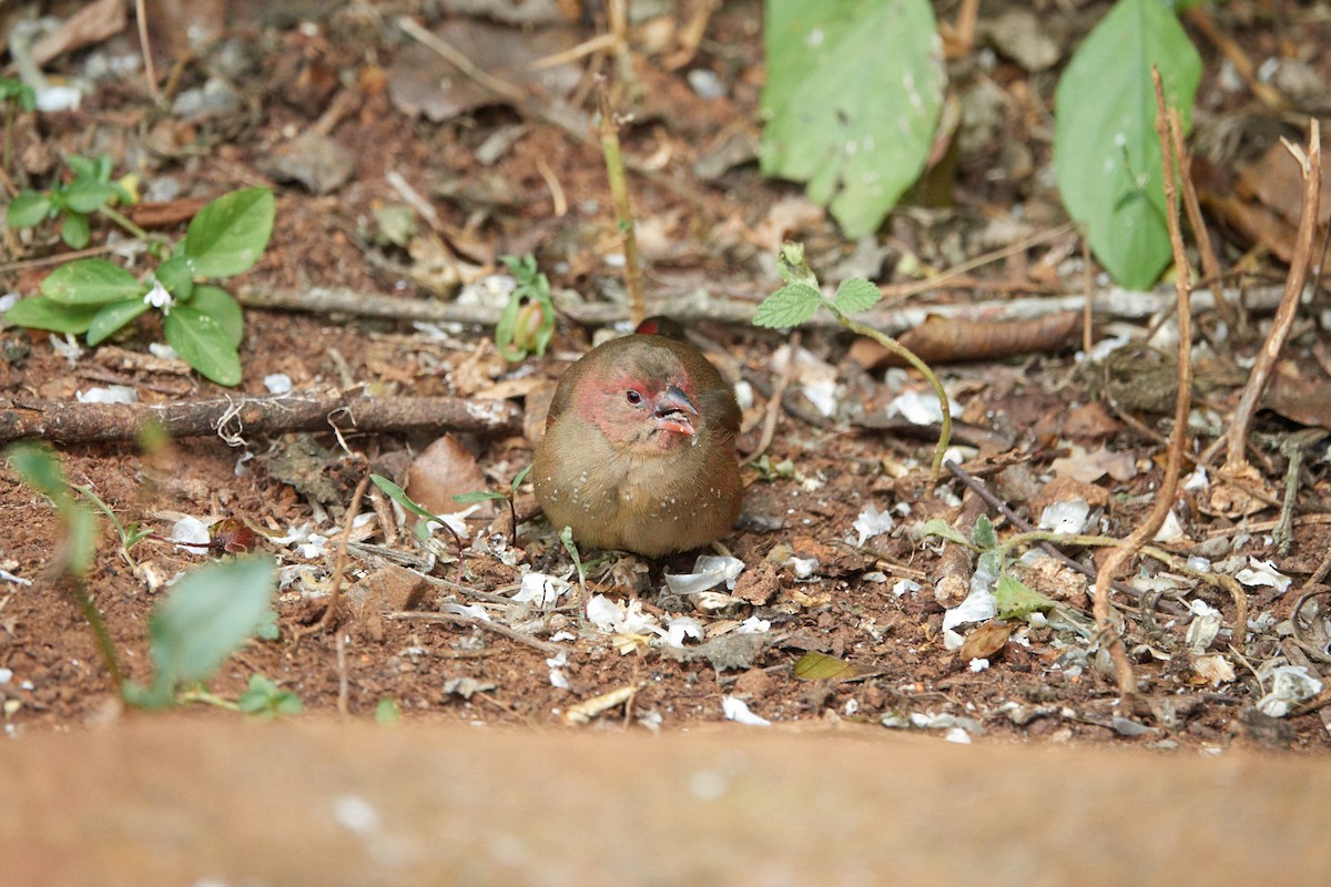 Red-billed Firefinch - ML286171971