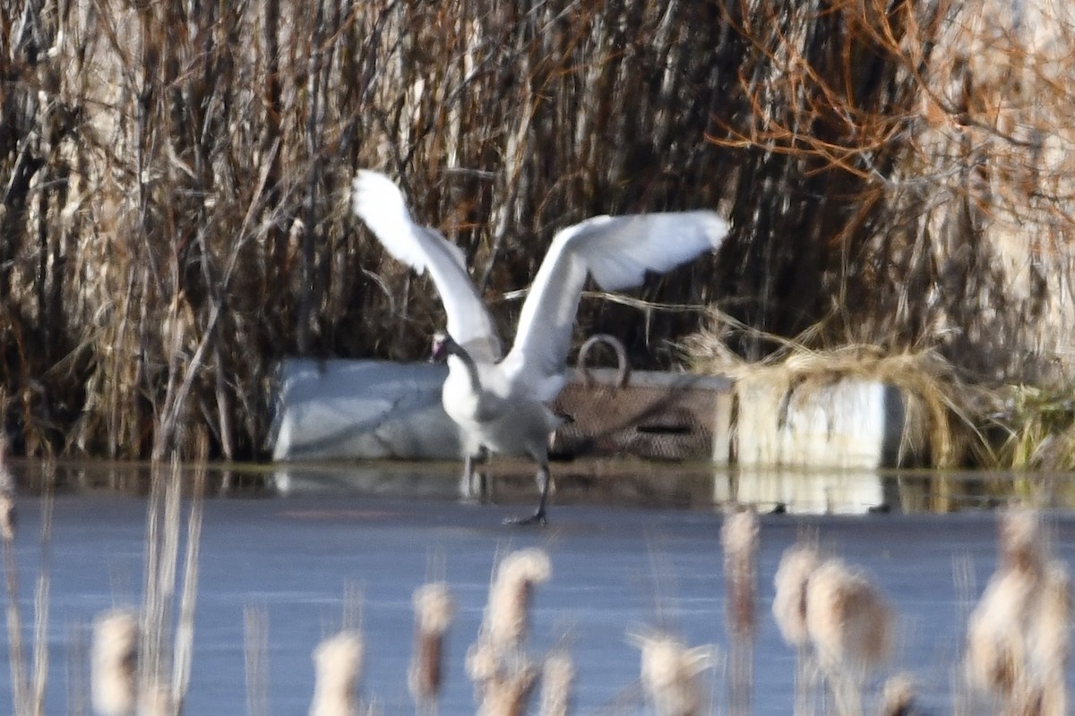 Tundra Swan - ML286172221