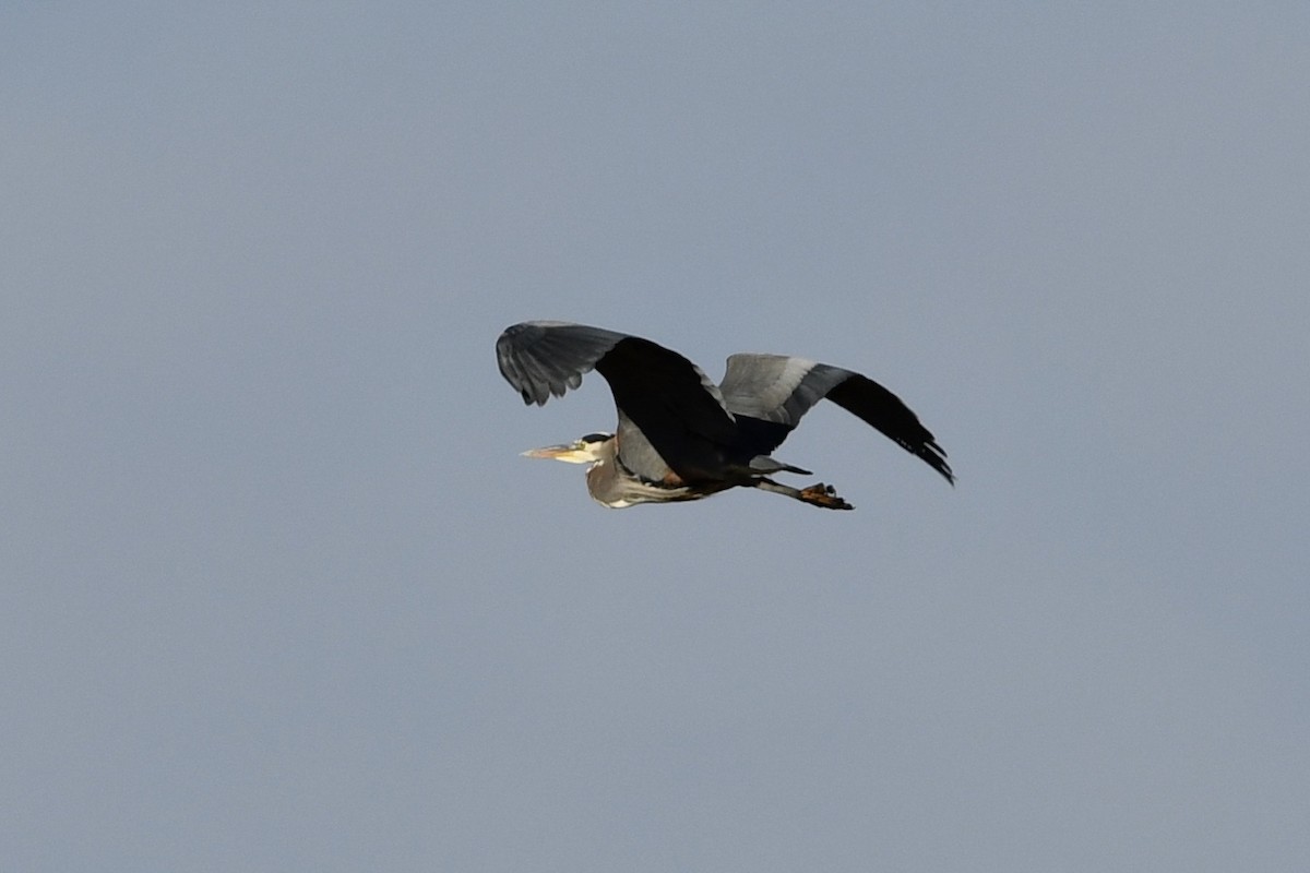 Great Blue Heron - ML286172251