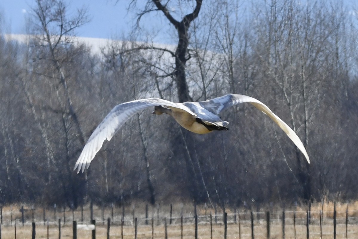 Tundra Swan - ML286172311