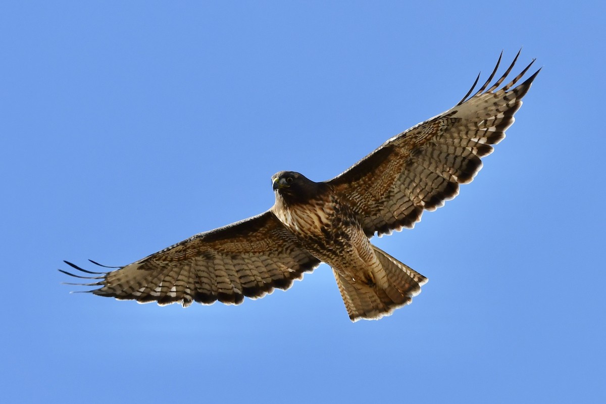 Red-tailed Hawk - ML286172541
