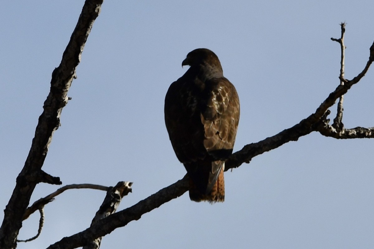 Red-tailed Hawk - ML286172581