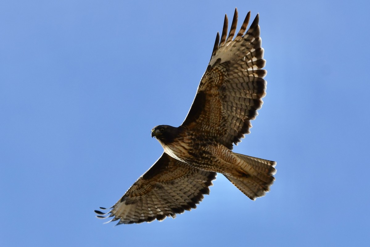 Red-tailed Hawk - ML286172591