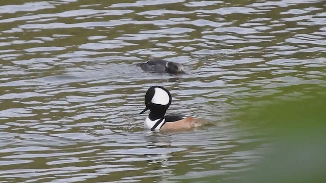 Hooded Merganser - ML286172601