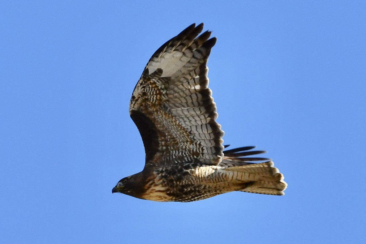 Red-tailed Hawk - ML286172621