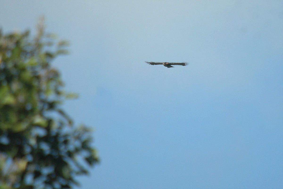 Ornate Hawk-Eagle - ML286172901