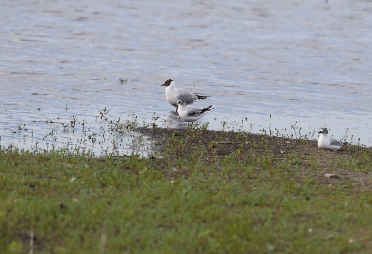 Black-headed Gull - ML286174271