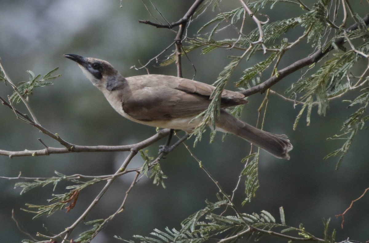 Little Friarbird - ML286174441