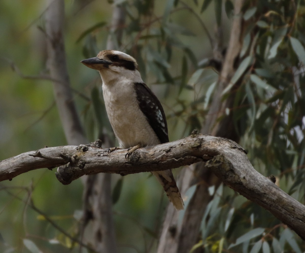 Laughing Kookaburra - ML286174941