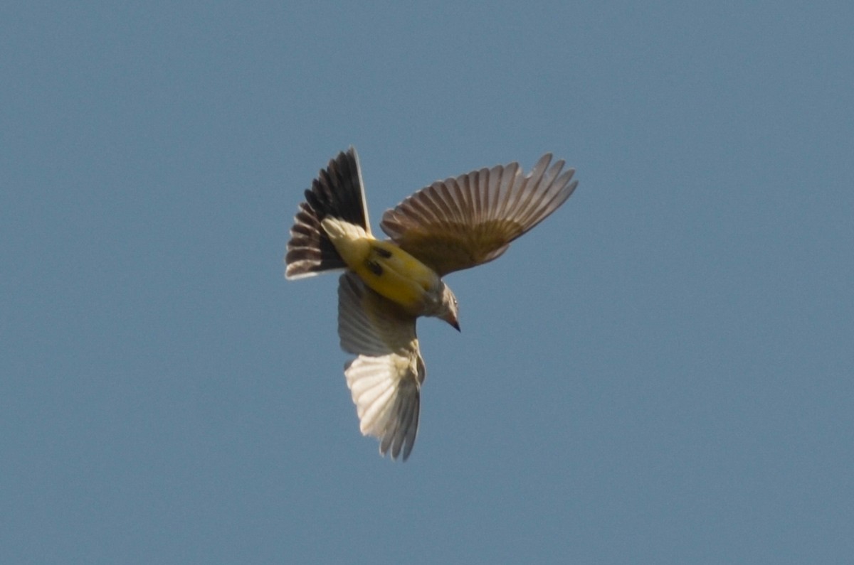 Western Kingbird - ML286175601