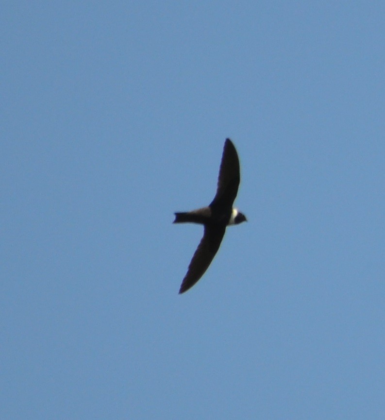 White-collared Swift - ML286177051