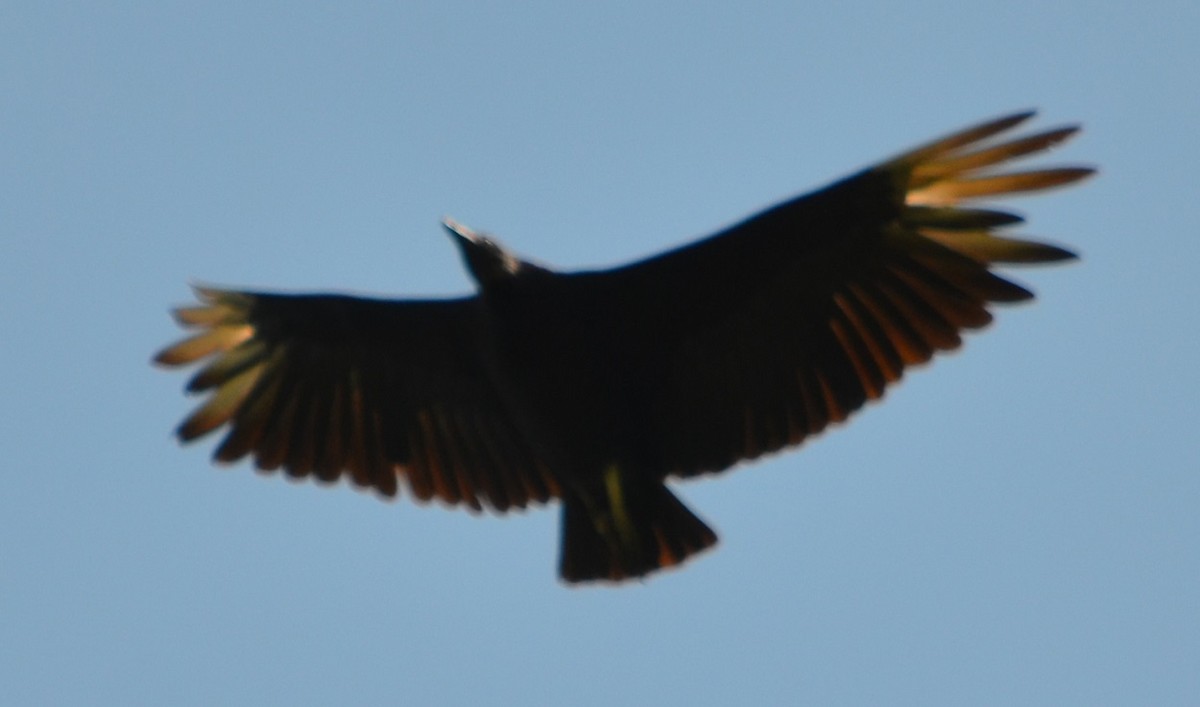 Black Vulture - ML286177721