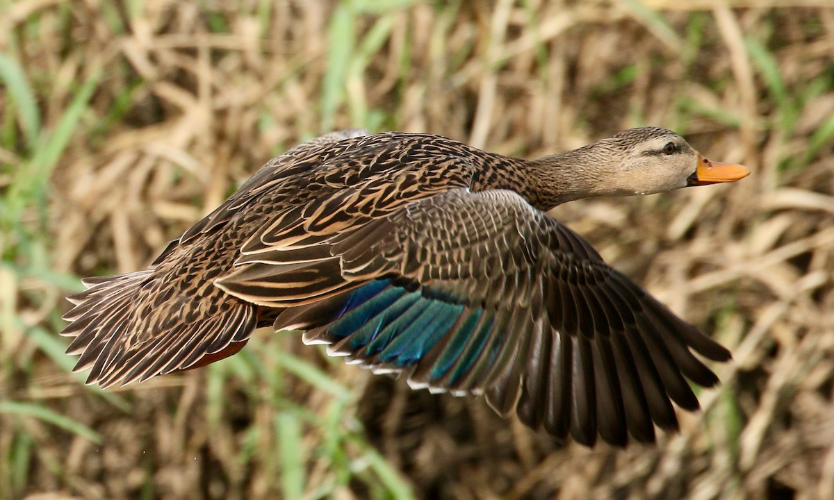 Mottled Duck - Paul Petrus