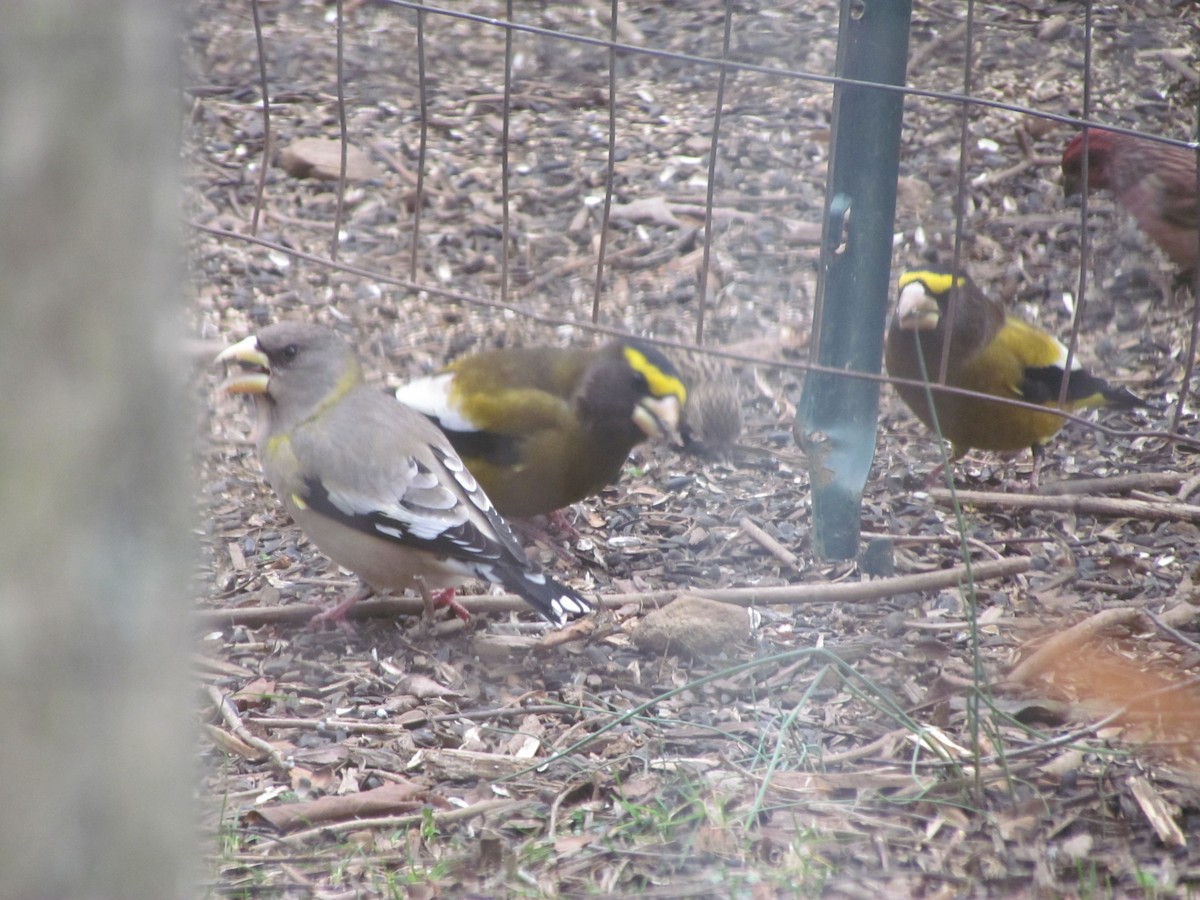 Evening Grosbeak - ML286178191