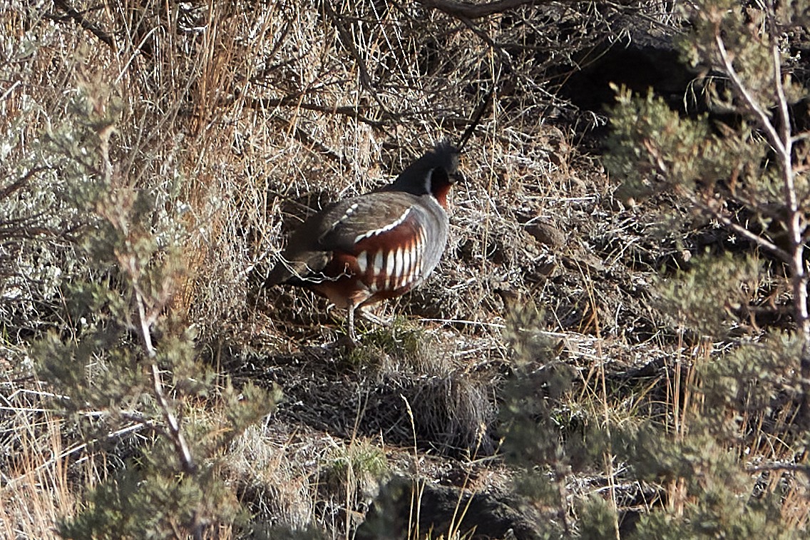 Mountain Quail - ML286178551