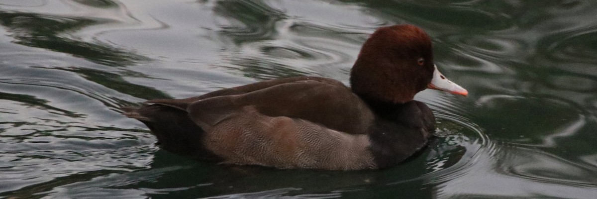 Red-crested Pochard - ML286178721