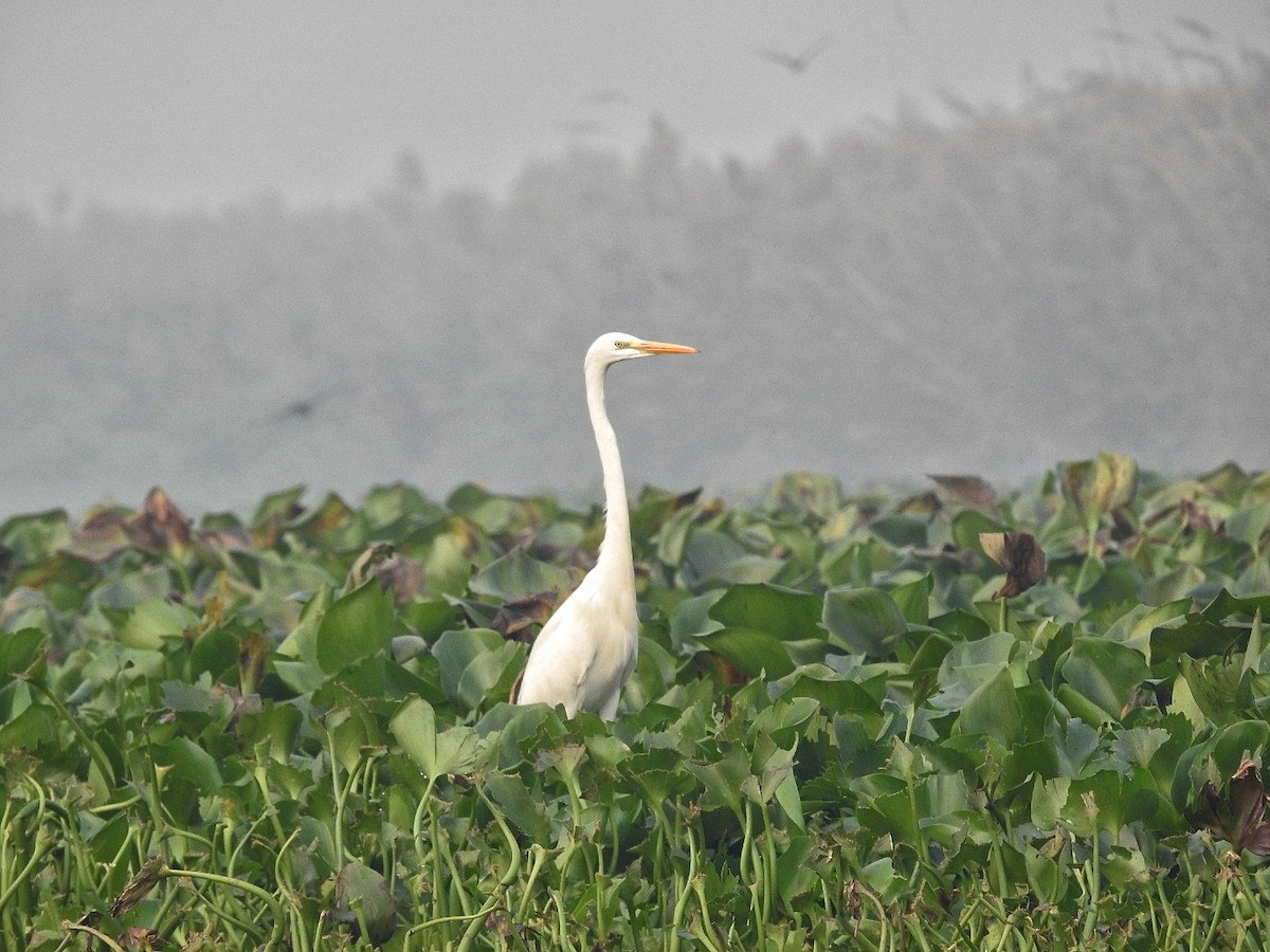 Great Egret - ML286180171