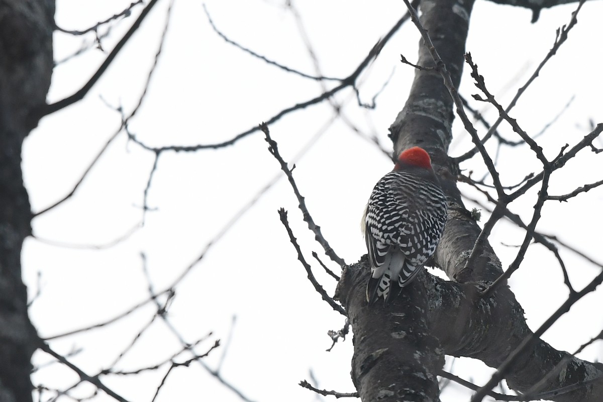Red-bellied Woodpecker - Marie O'Neill