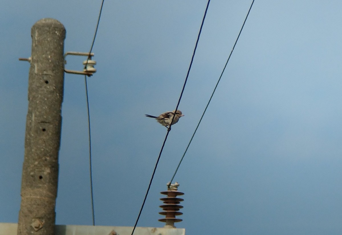 Great Gray Shrike - Ya-Chi Yang