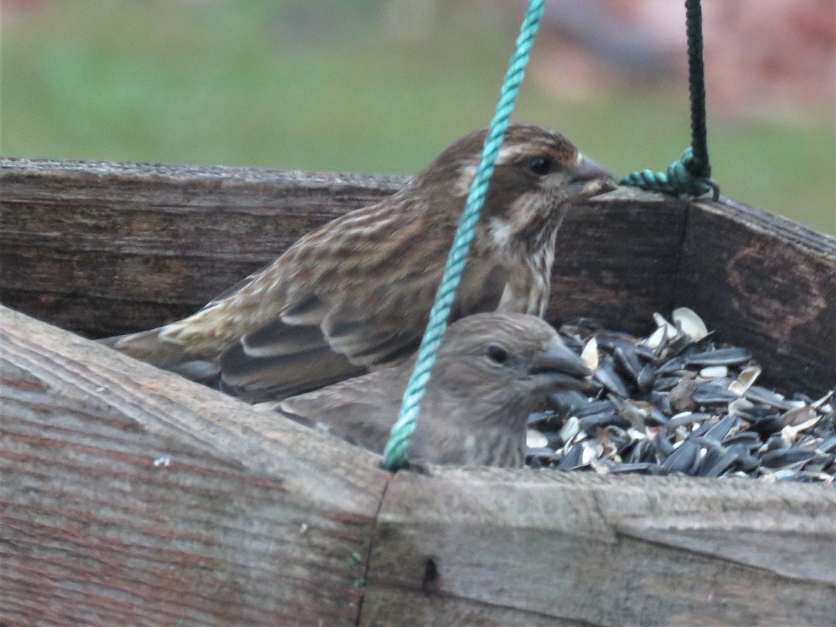 House Finch - ML286181471