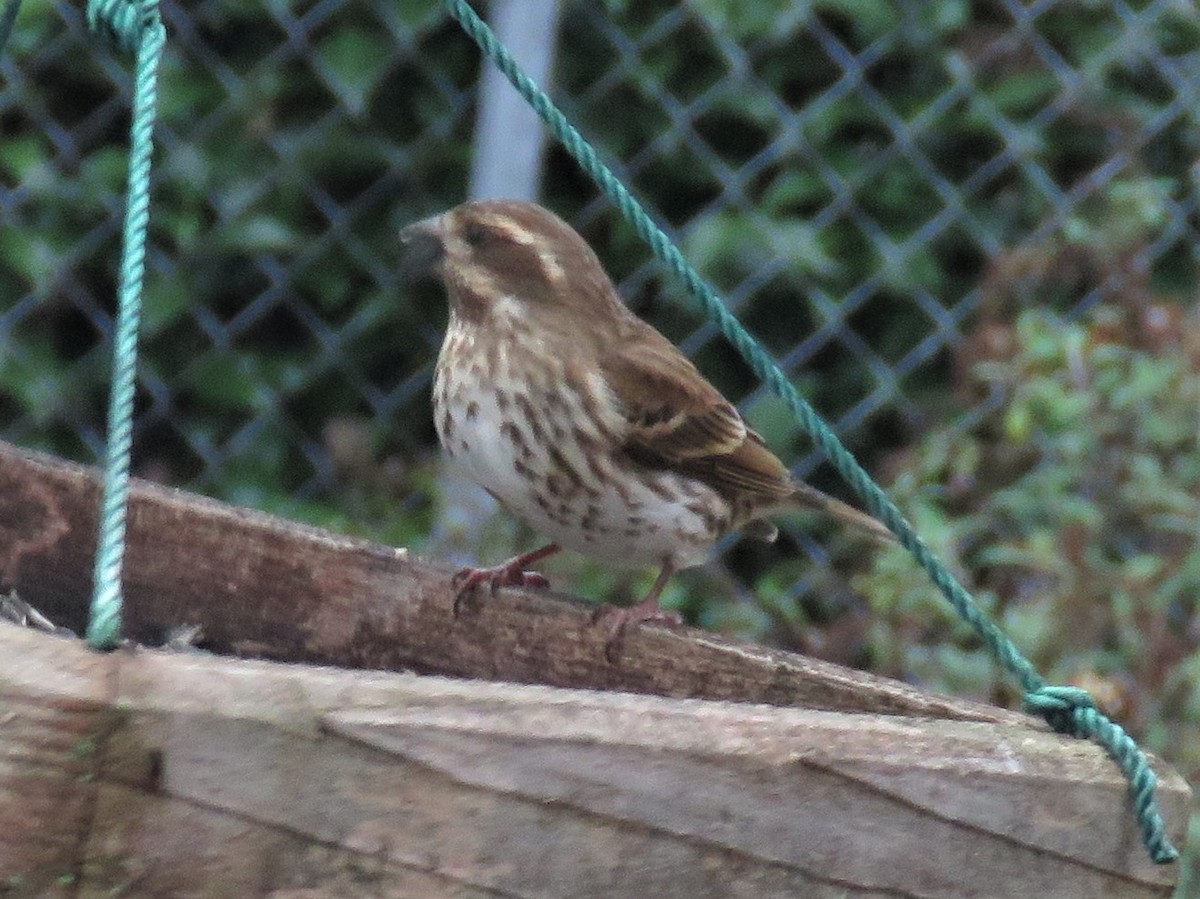 Purple Finch - ML286181541
