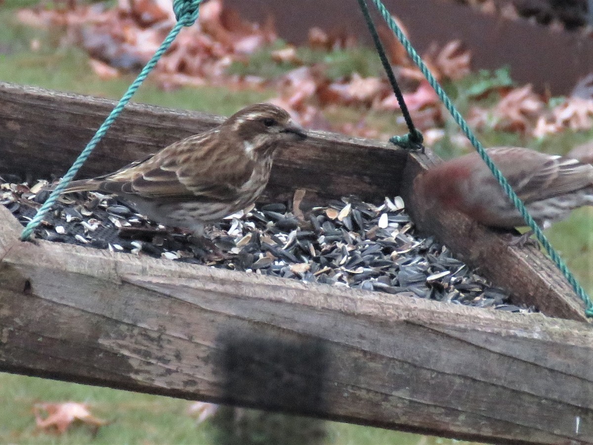 Purple Finch - ML286181551
