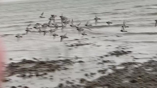 Rock Sandpiper - ML286181861