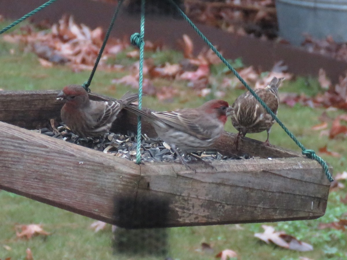 House Finch - ML286182551