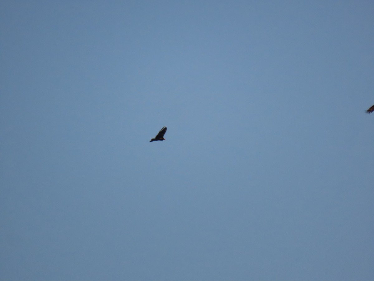 Turkey Vulture - ML286184451