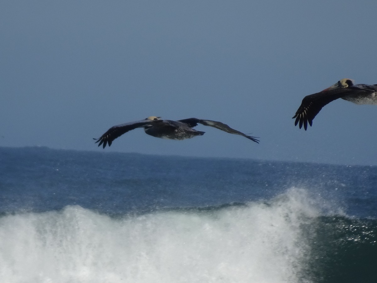 Peruvian Pelican - Shawn Connolly