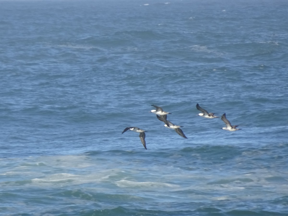 Peruvian Booby - ML286187711