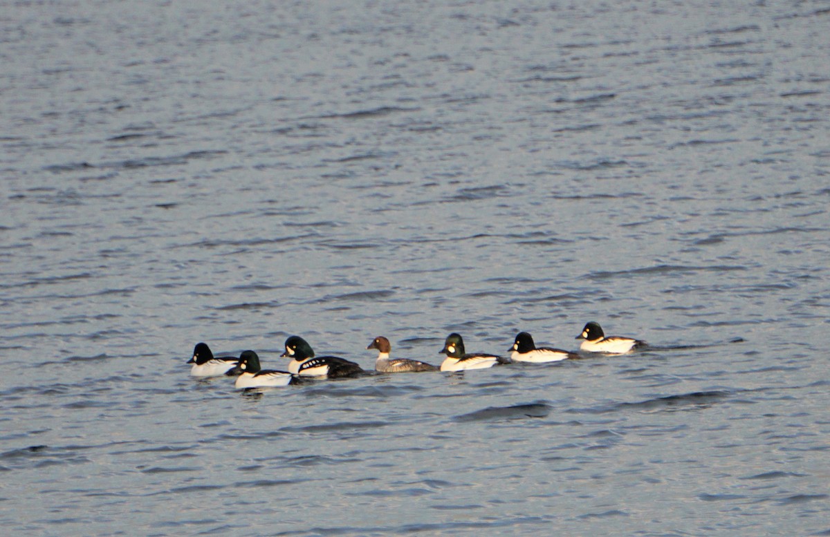 Barrow's Goldeneye - Marcia Dunham