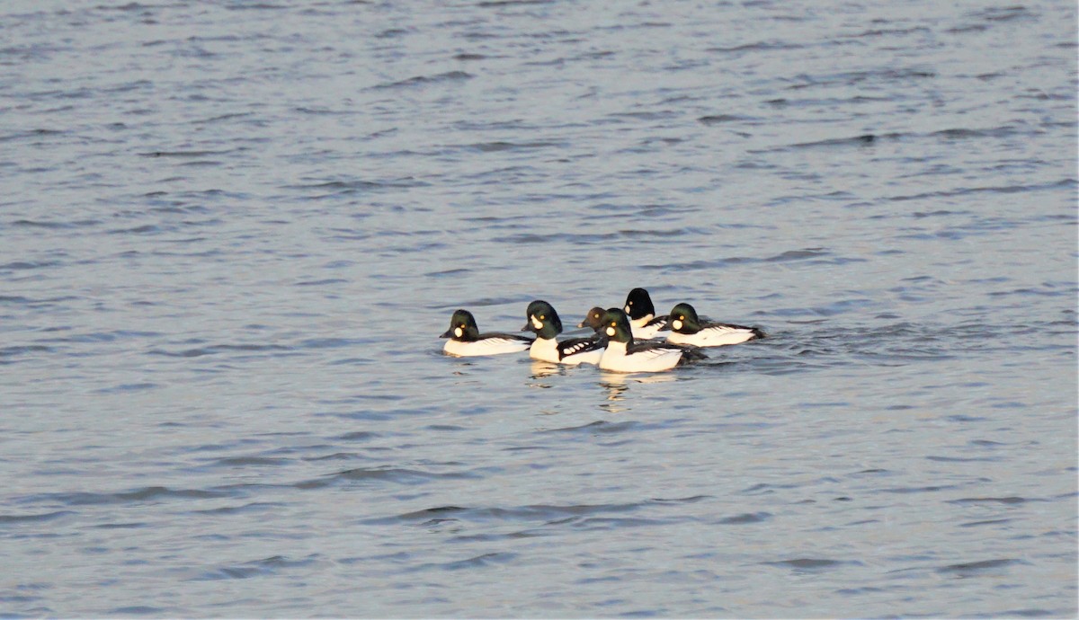 Barrow's Goldeneye - Marcia Dunham