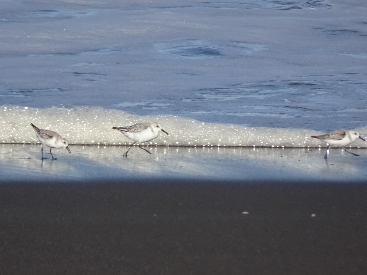 Sanderling - ML286189081