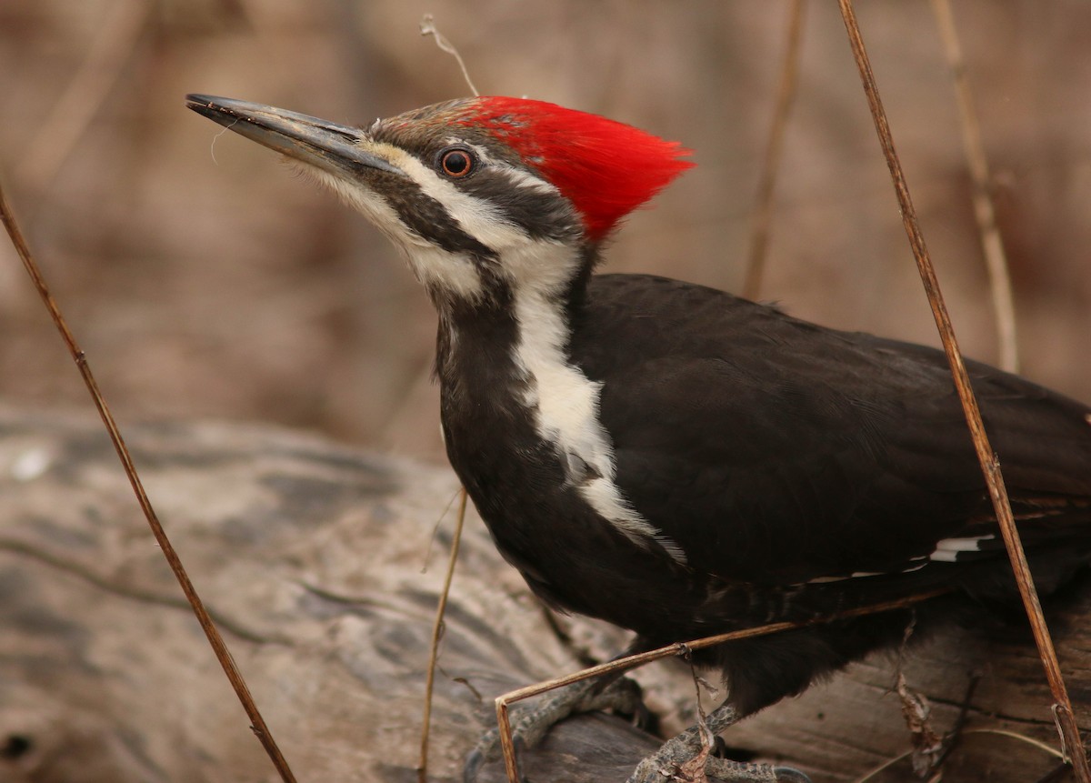 Pileated Woodpecker - Sylvie Robert