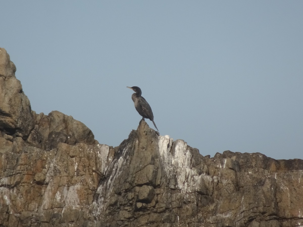 Neotropic Cormorant - ML286189501