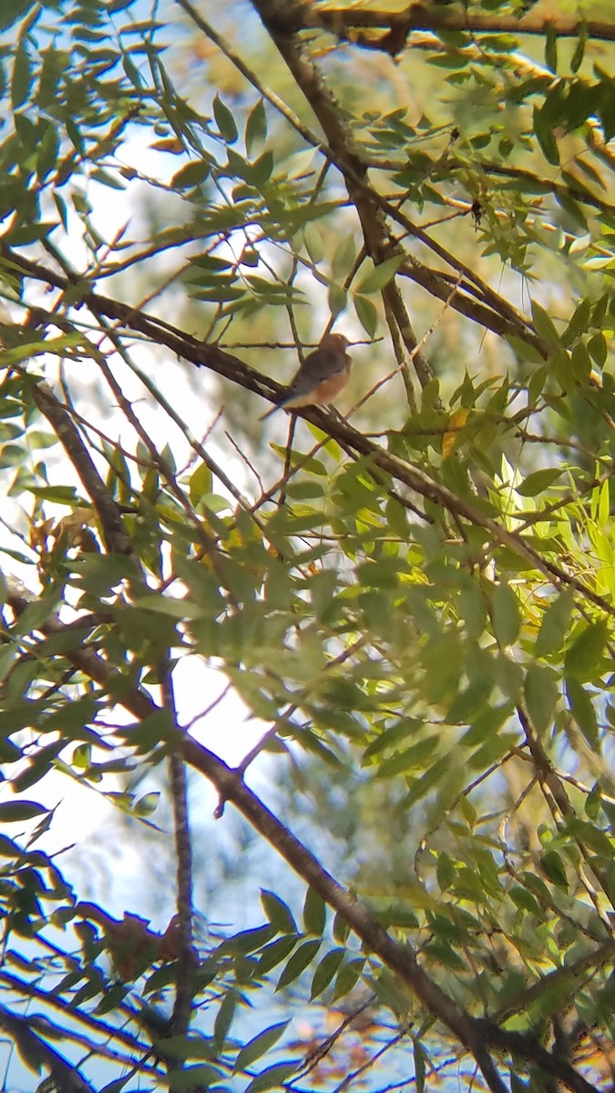 Eastern Bluebird - ML286189591