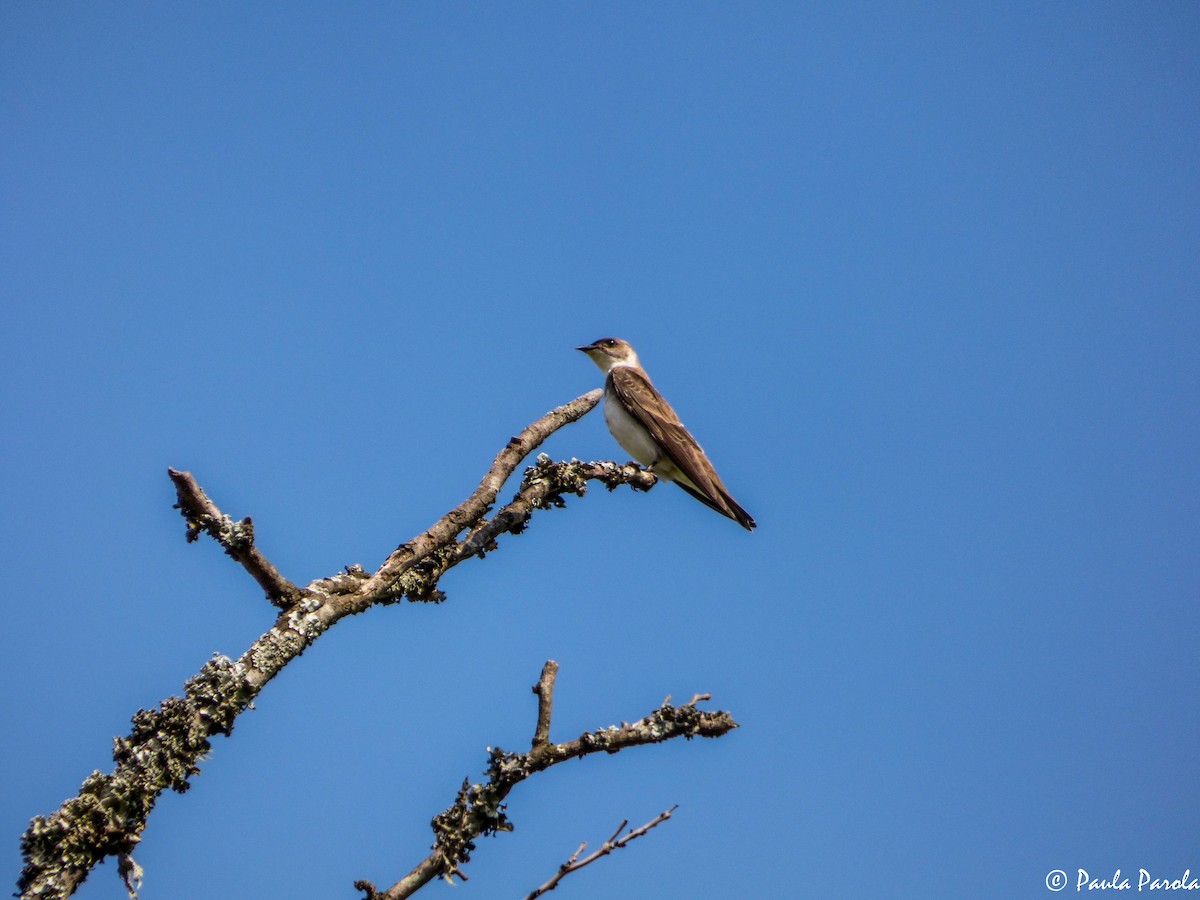 Brown-chested Martin - Paula Parola