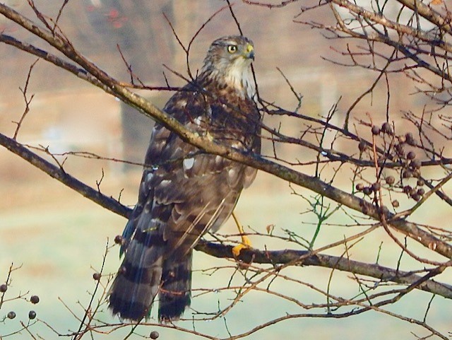 Cooper's Hawk - Jason C. Martin