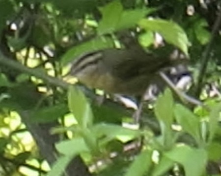 Worm-eating Warbler - ML28619131