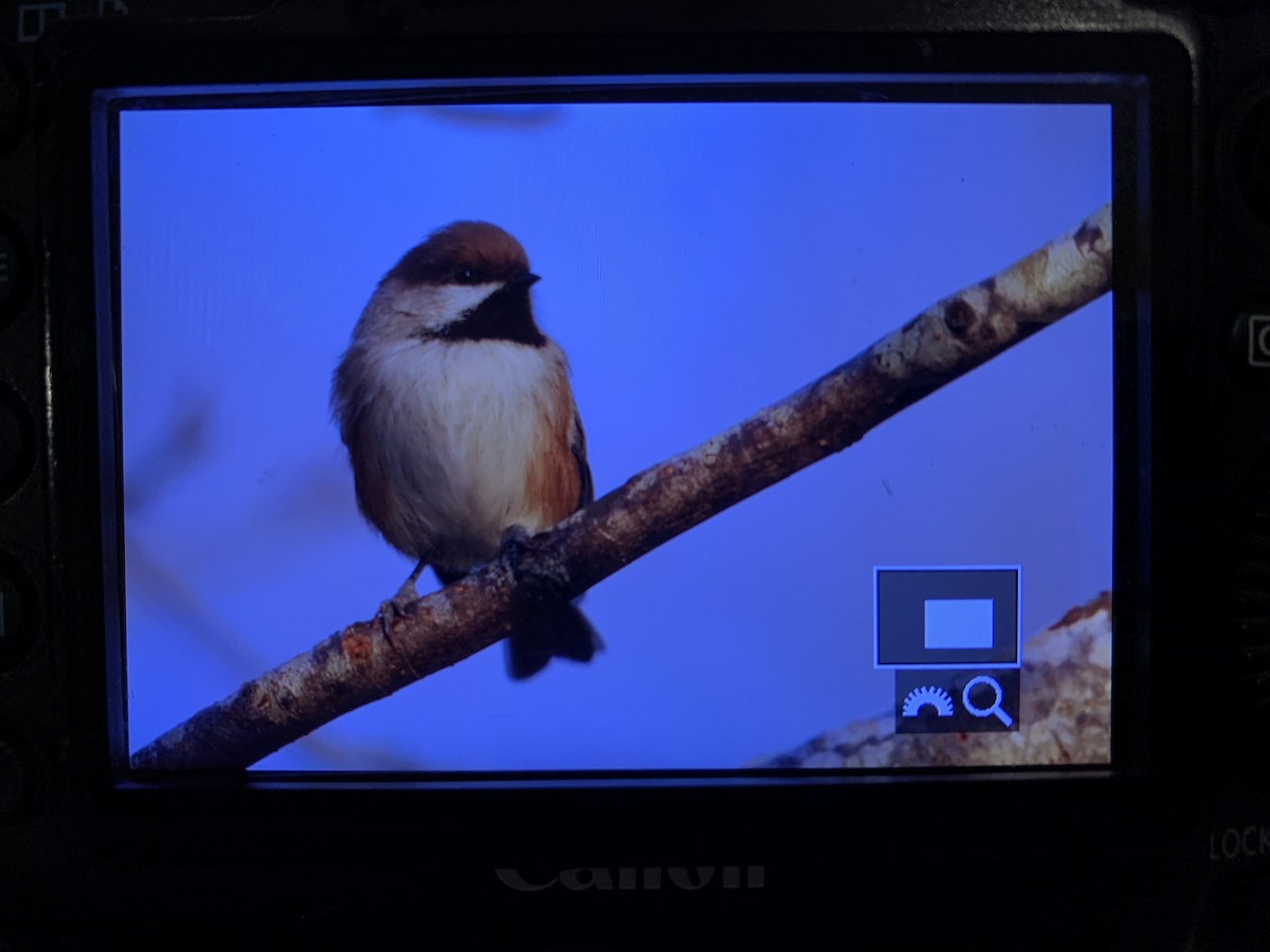 Boreal Chickadee - ML286191401