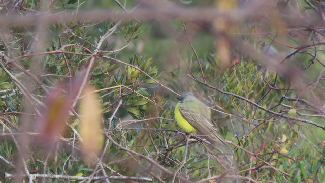 Couch's Kingbird - ML286191611