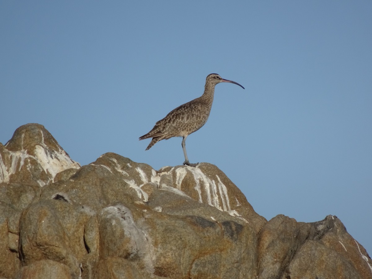 Whimbrel - ML286192391