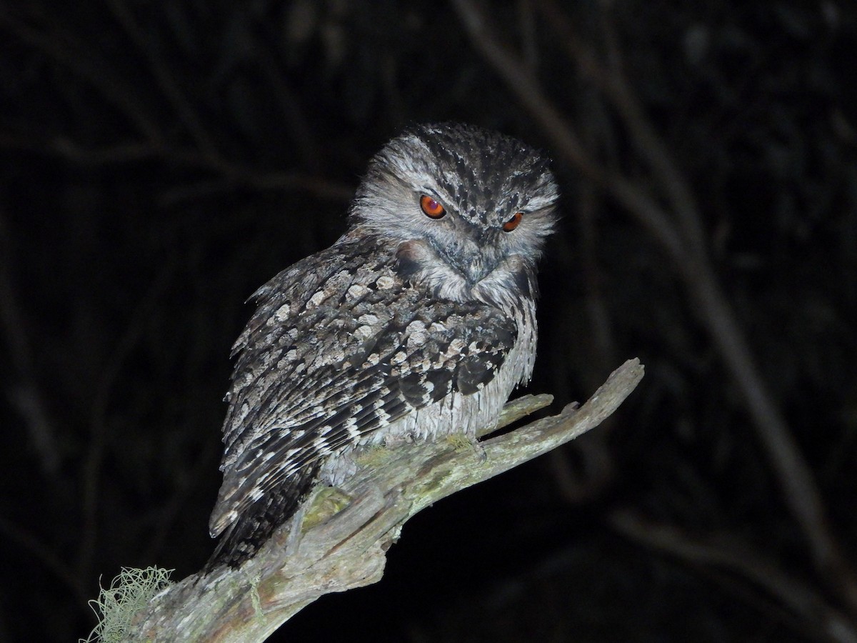 Tawny Frogmouth - ML286192521