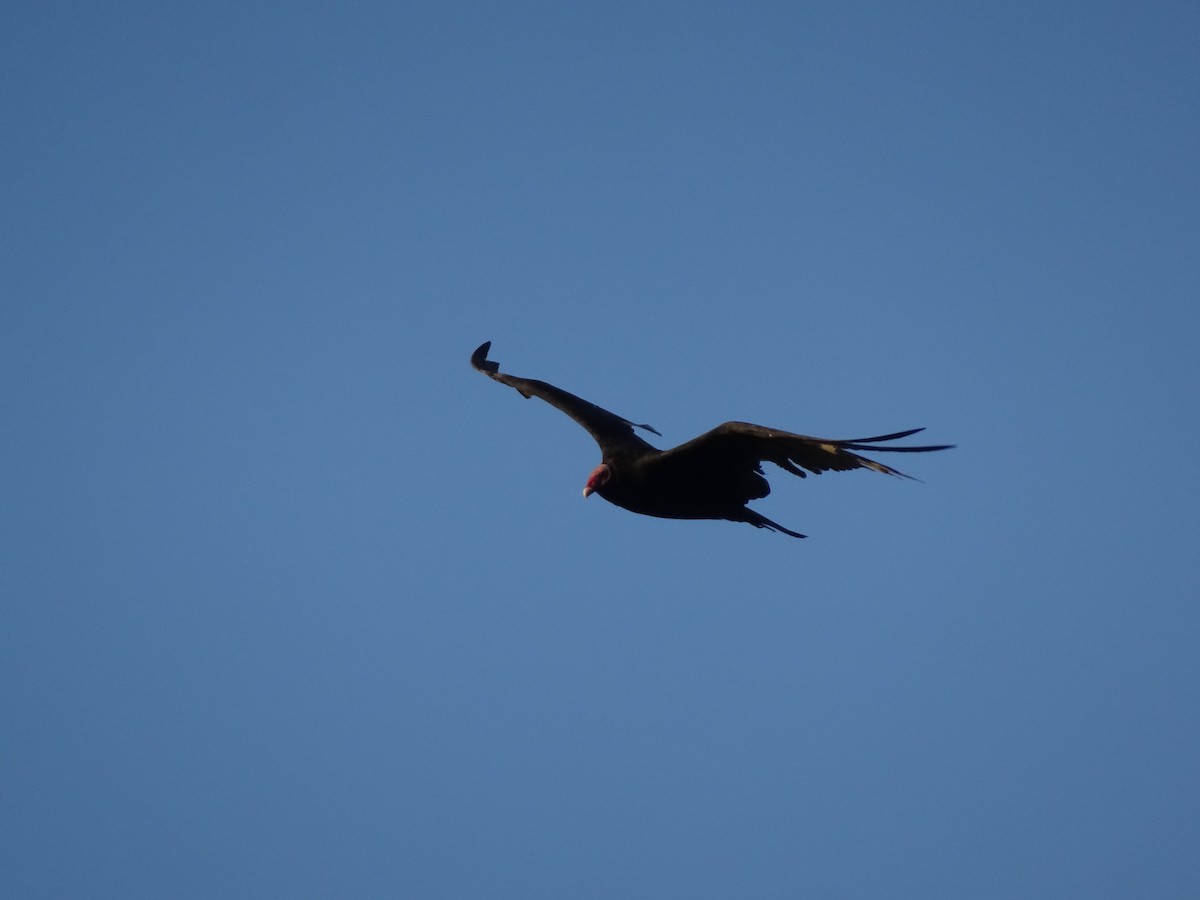 Turkey Vulture - ML286192611